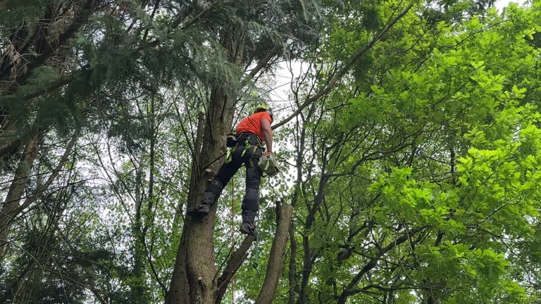 Trusted Tuscola, IL Tree Removal and Landscaping Services Experts